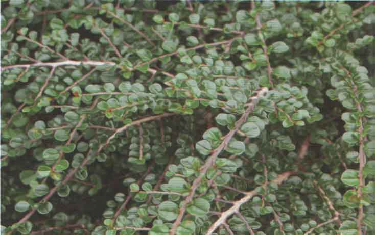 Suikero tu pen oksia